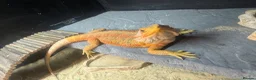 Bearded Dragon reptiles for sale: Two bearded dragons  in Bilston - Advert 8
