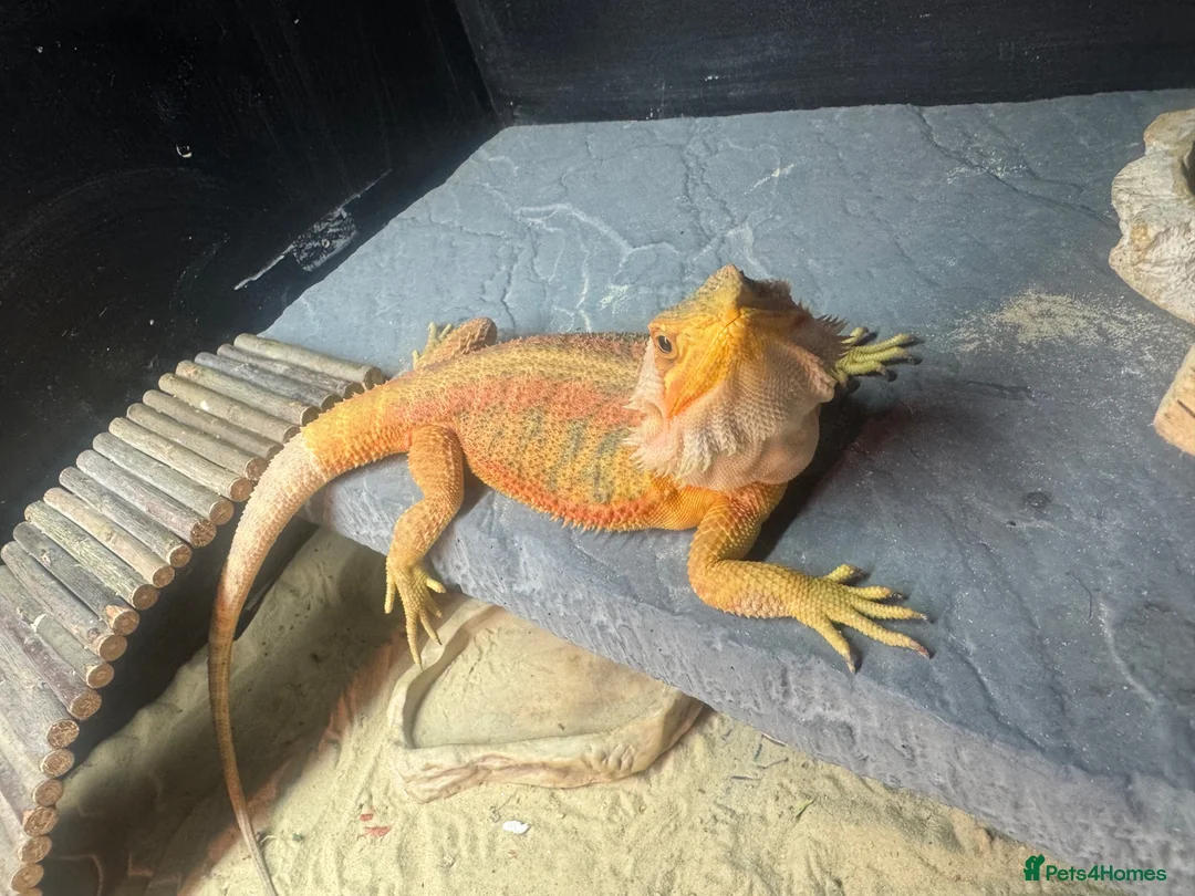 Bearded Dragon reptiles for sale: Two bearded dragons  in Bilston - Advert 8