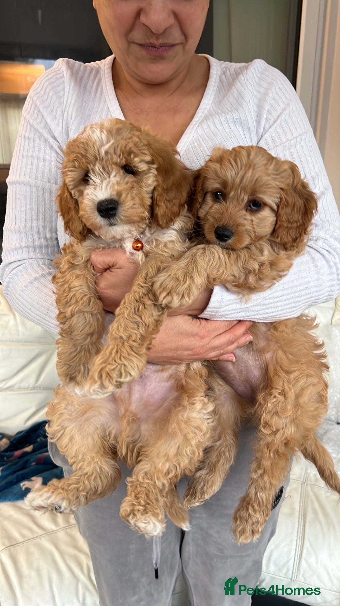 Cavapoochon dogs Adorable Cavapoochon Puppies - Hypoallergenic ❤️ - Advert 2