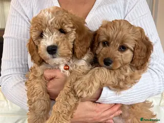 Cavapoochon dogs Adorable Cavapoochon Puppies - Hypoallergenic ❤️ - Advert 2