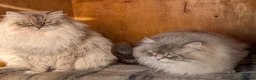 Siberian cats for sale: 4 Siberian Neva Masquerade kittens for seal - Advert 8