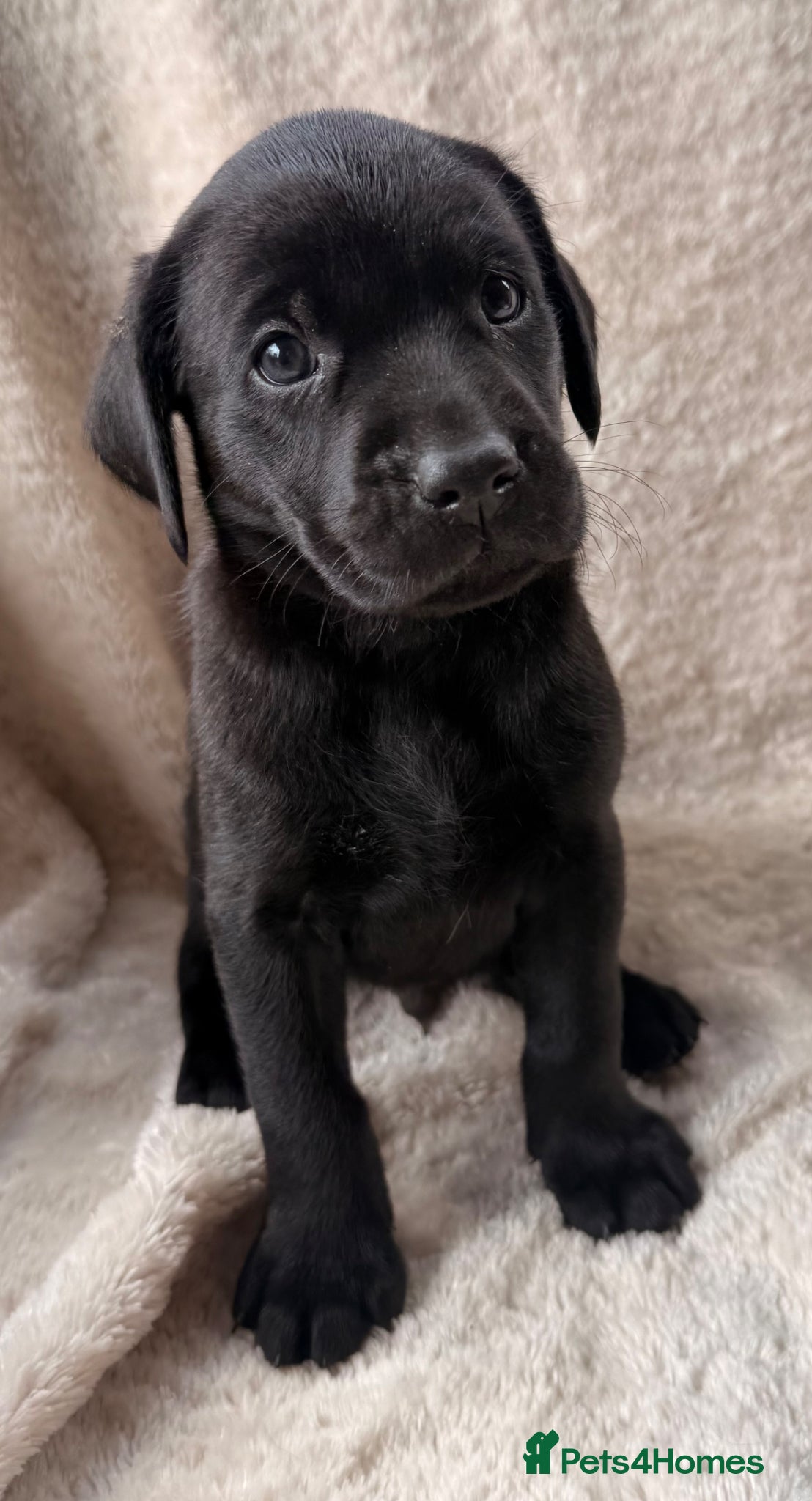 Labrador Retriever dogs Black working Labs parents fully health tested - Advert 2