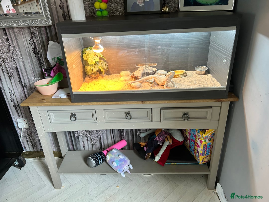 Bearded Dragon reptiles for sale: Need gone by Sunday 😭Super friendly female dragon - Image 2