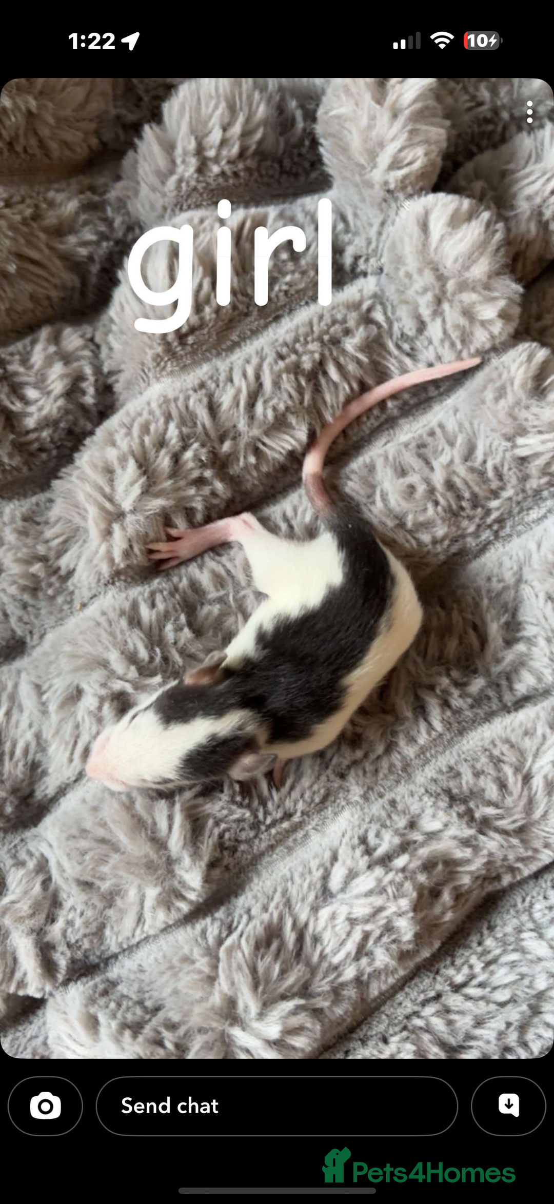 Rat rodents for sale: Baby rats mixed  - Advert 21