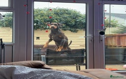 Dobermann dogs for sale: Doberman - Image 2