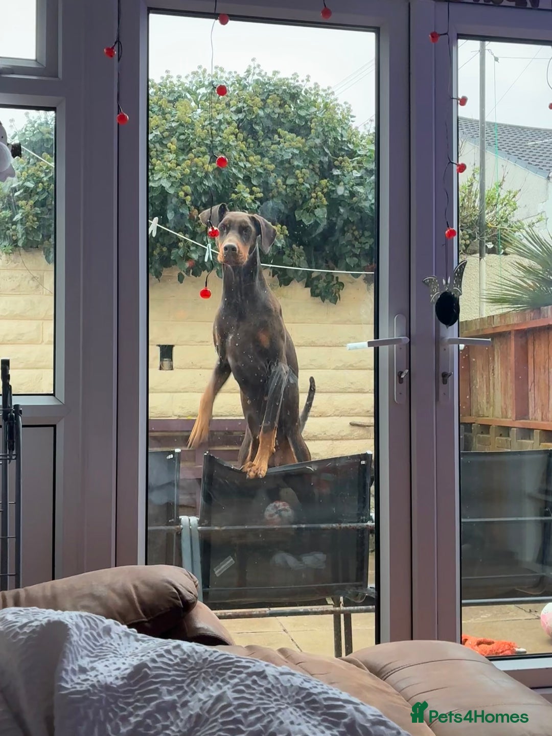 Dobermann dogs for sale: Doberman - Image 2