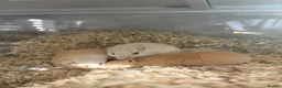Gerbil rodents for sale: 3 gerbils  in Redditch - Advert 5