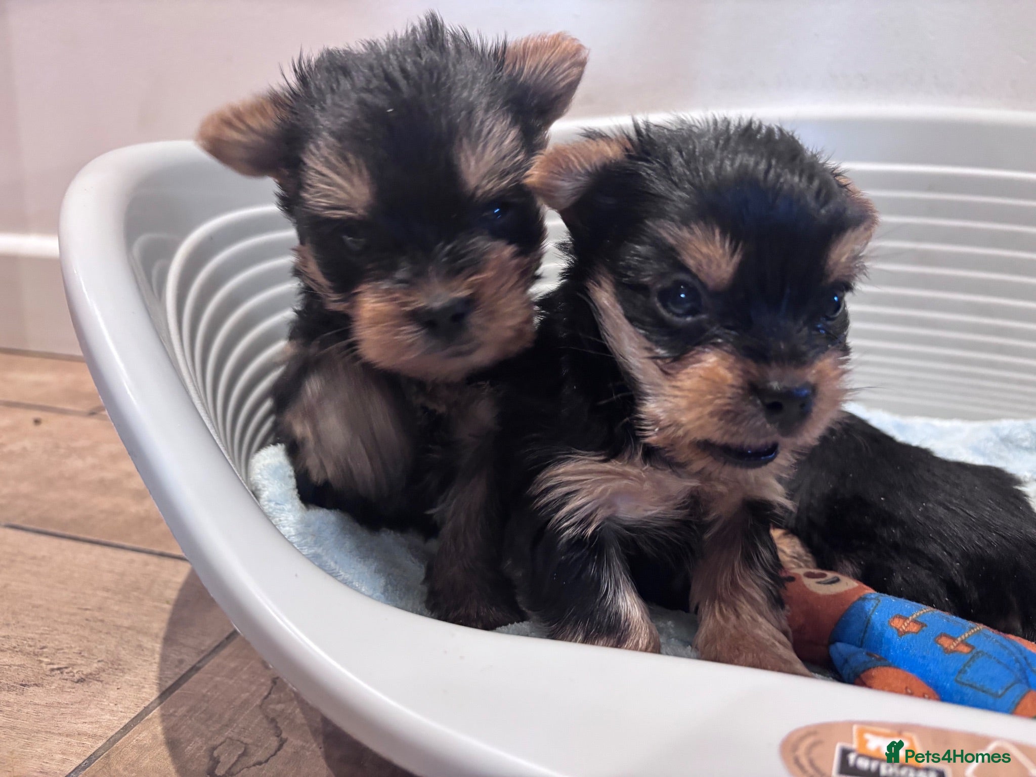 Yorkshire Terrier dogs 2 FEMALES ONLY-Yorkshire Terrier Puppies - Advert 1