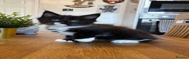 Maine Coon Kitten 1