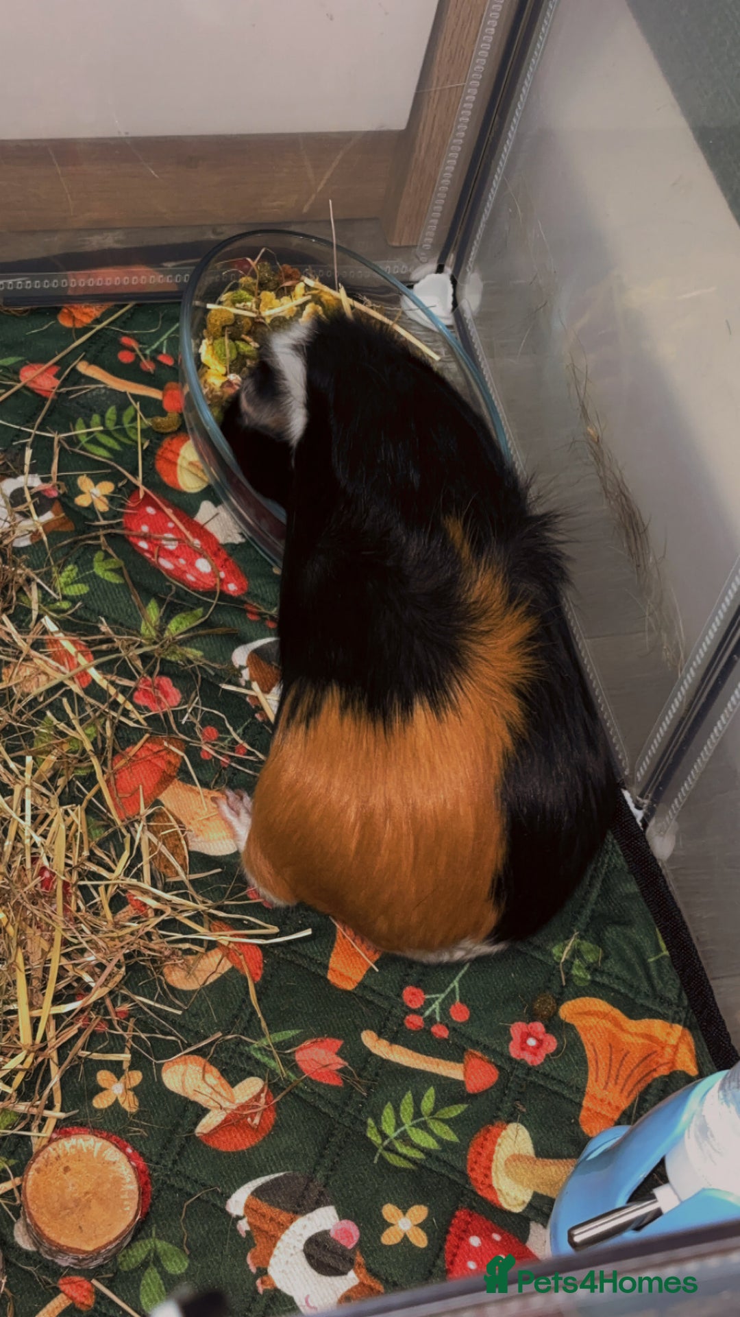 Guinea Pig rodents for sale: Male guinea pig  - Advert 2