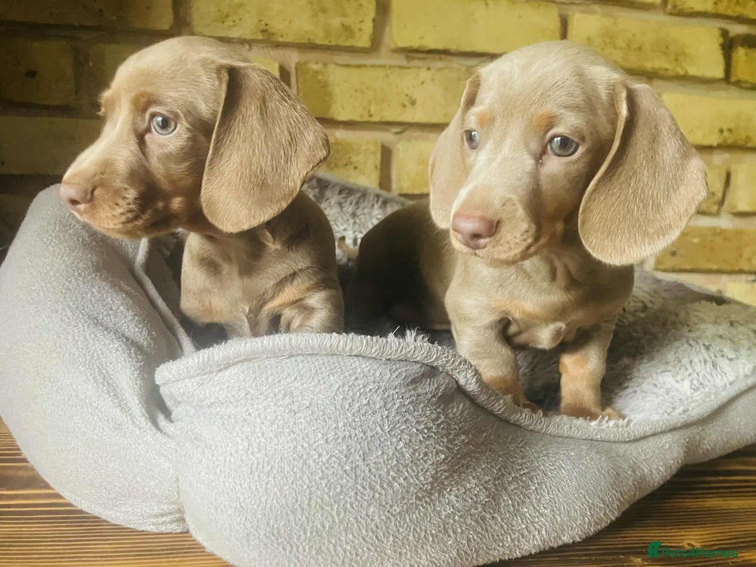 Miniature Dachshund dogs for sale: READY NOW ISABELLA MINIATURE DACHSHUND PUPPIES - Image 11