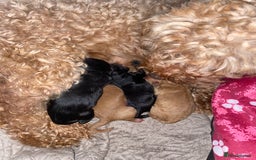 Cockapoo dogs for sale: Mini cockapoo f2  - Image 12