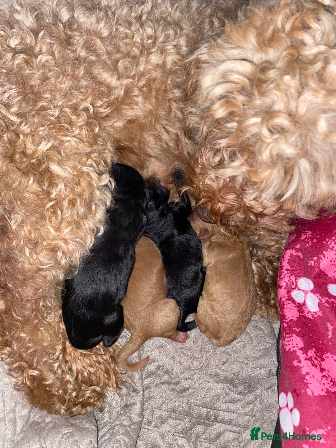 Cockapoo dogs for sale: Mini cockapoo f2  - Image 12