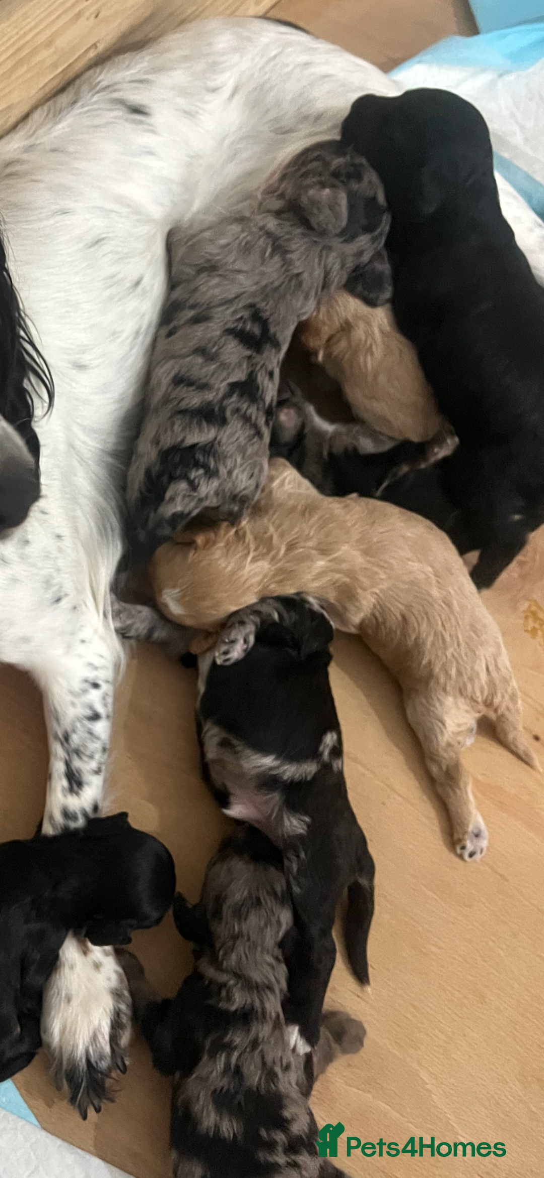 Cockapoo dogs for sale: Cockapoo Puppies - Advert 14