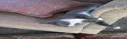 Mixed Breed cats for sale: Grey and white kittens for sale - Advert 5