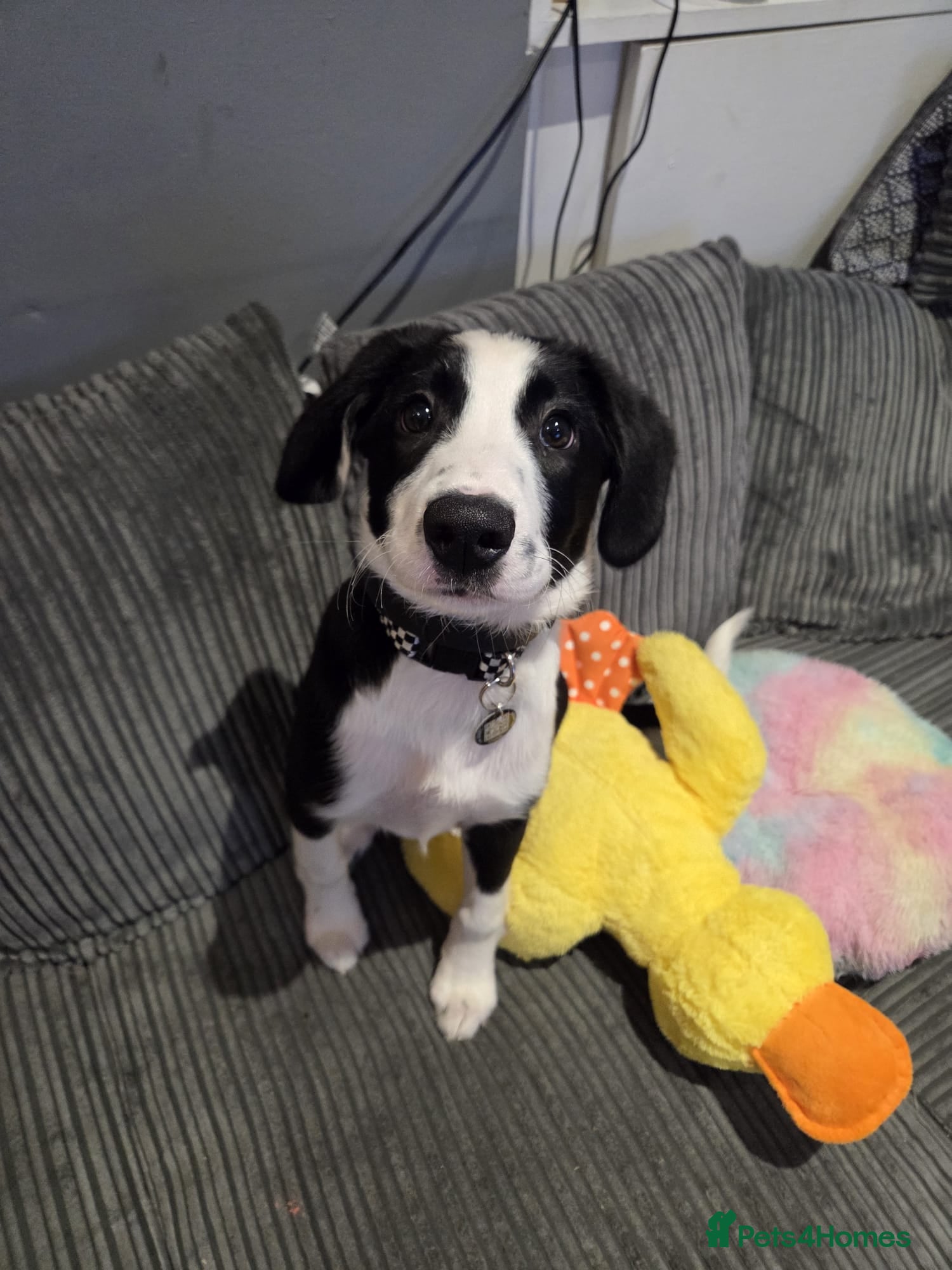 Sprollie dogs Freddie - Border collie x Springer - Advert 1