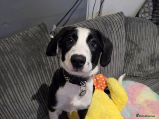 Sprollie dogs Freddie - Border collie x Springer - Advert 1