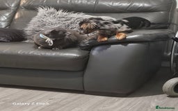 Dachshund dogs for sale: TWO DAUSHUNDS - Image 32