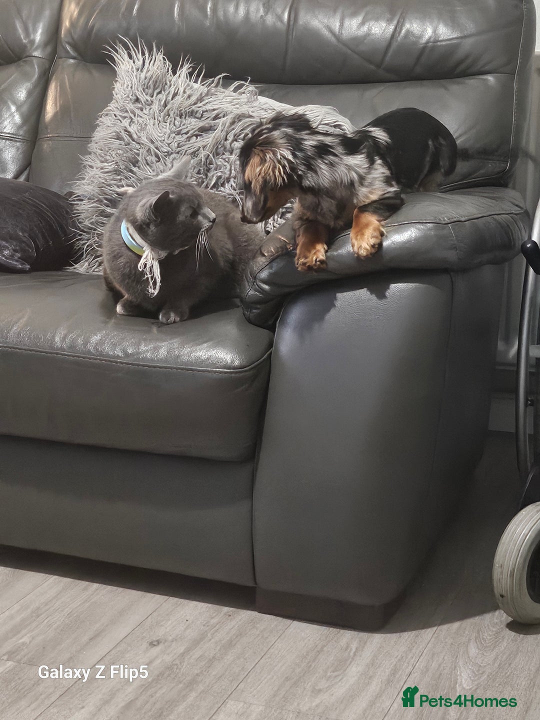 Dachshund dogs for sale: TWO DAUSHUNDS - Image 32