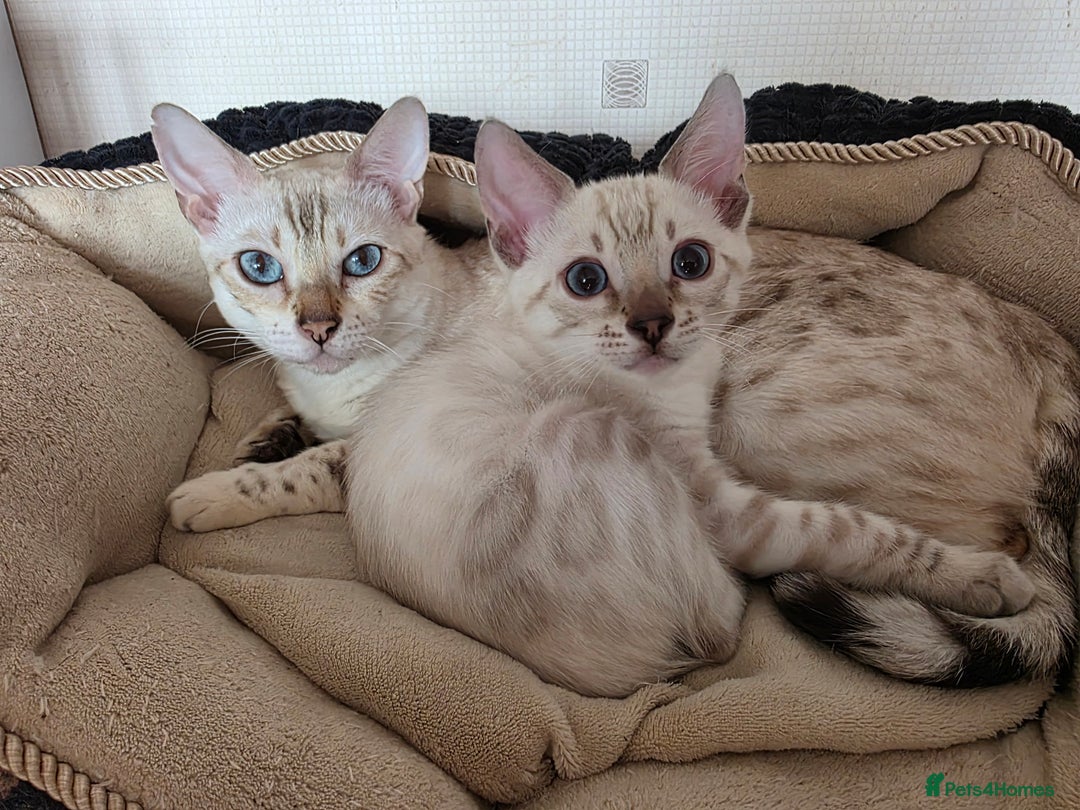 Bengal cats for sale: SNOW LYNX BENGAL KITTENS  - Image 2