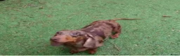Miniature Dachshund dogs for adoption: 3 miniature dachshunds need rehoming  - Advert 3