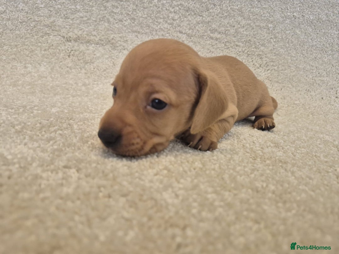 Dachshund dogs for sale: BEAUTIFUL MINI DACSHUNDS - Image 8
