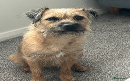 Border Terrier dogs for sale: Border terrier puppys - Image 1