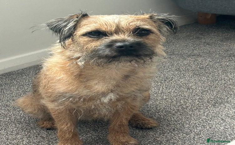 Border Terrier dogs - Advert 13
