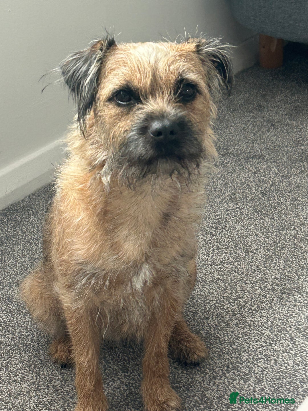 Border Terrier dogs for sale: Border terrier puppys - Image 1