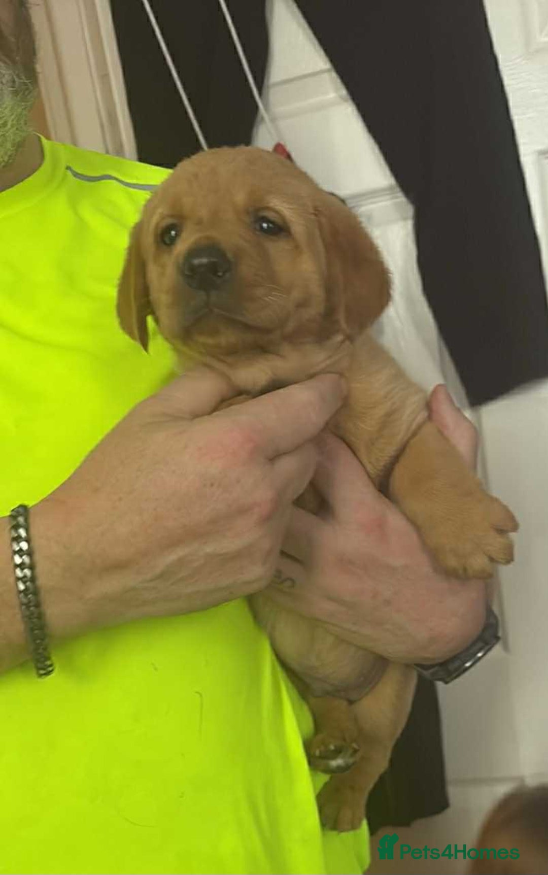 Labrador Retriever dogs for sale: Red labs - Advert 4