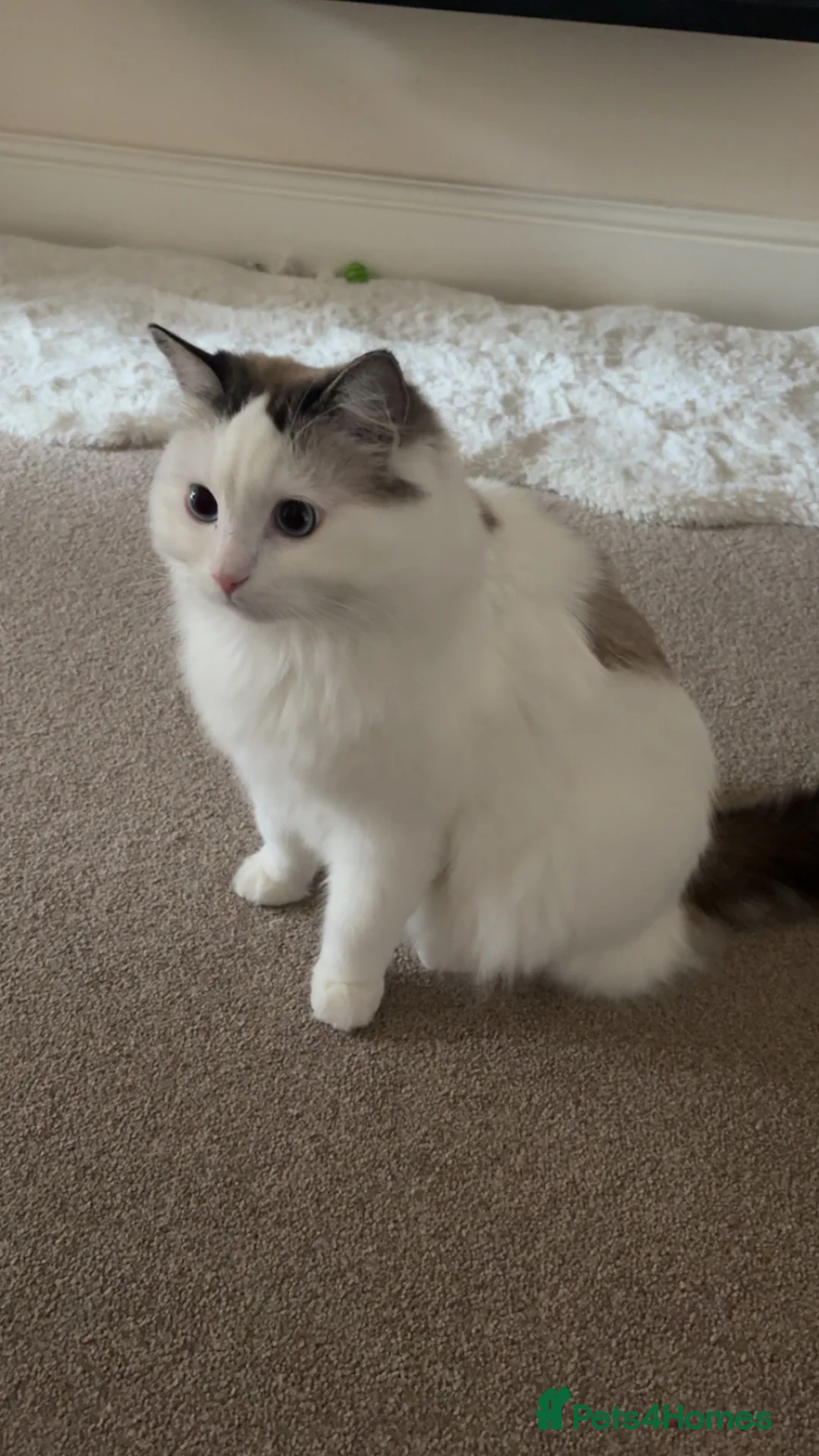 Ragdoll cats for sale: Nico Male Ragdoll 3 year old  in Worksop - Advert 1
