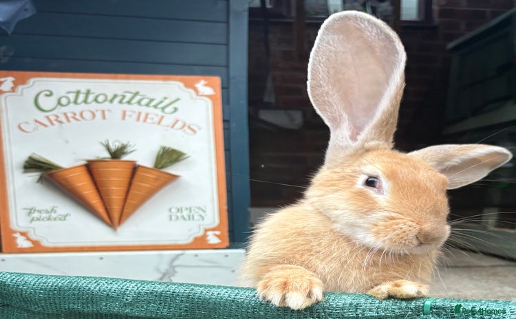 French Lop rabbits - Advert 2