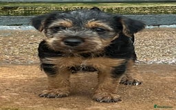 Mixed Breed dogs for sale: Lakeland x Russell puppies - Image 10