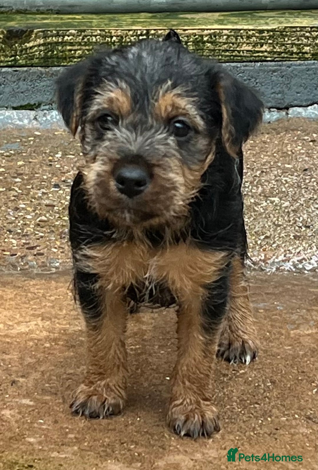 Mixed Breed dogs for sale: Lakeland x Russell puppies - Image 10