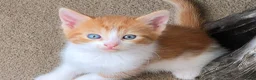 Mixed Breed cats for sale: Every Colour Imaginable! Bo's blue-eyed Beauties - Advert 7