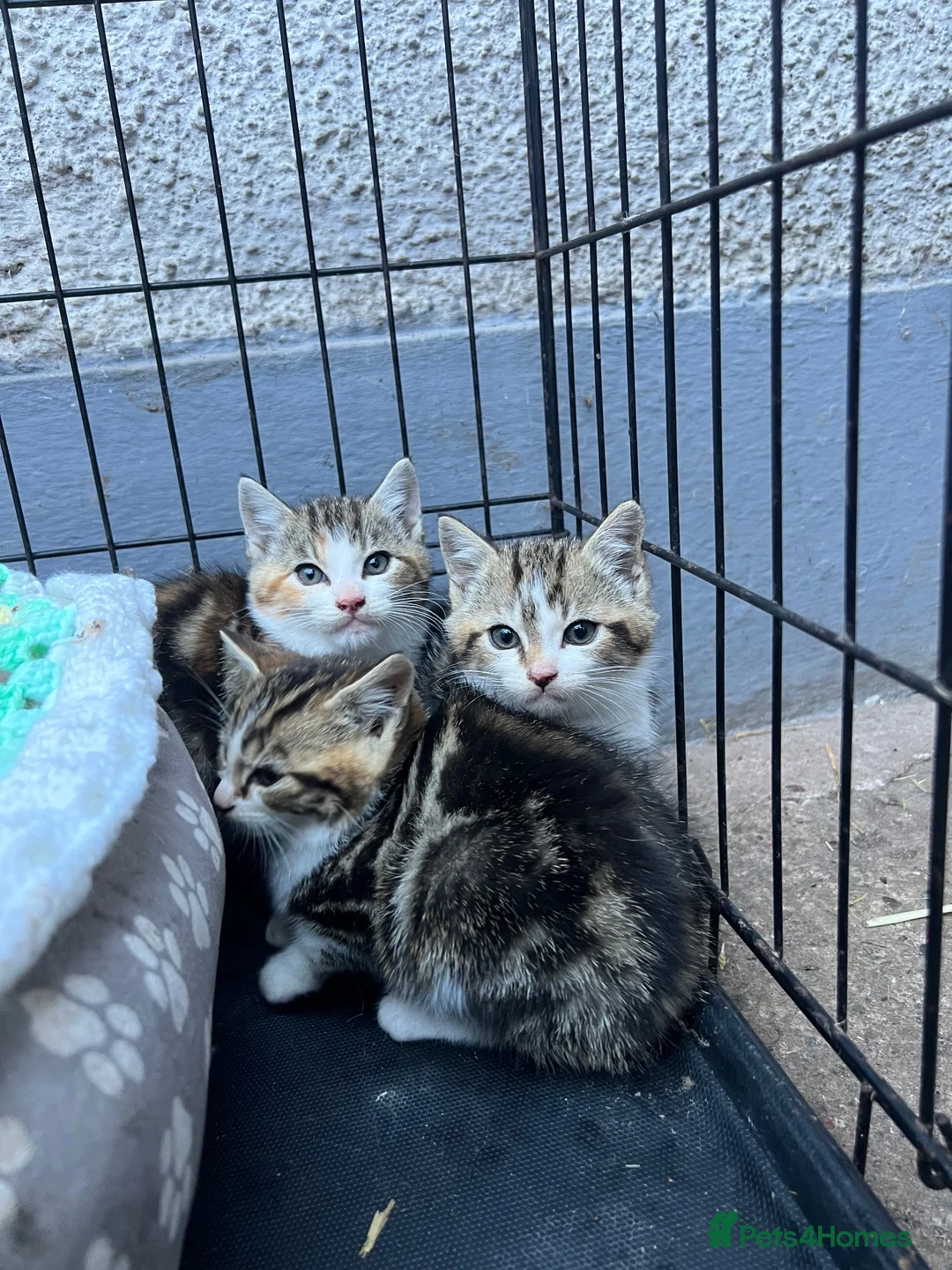 Mixed Breed cats for sale: 4 kittens searching for their forever homes  - Advert 6