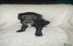 Mixed Breed dogs for sale: Staffypoos for sale - Image 23