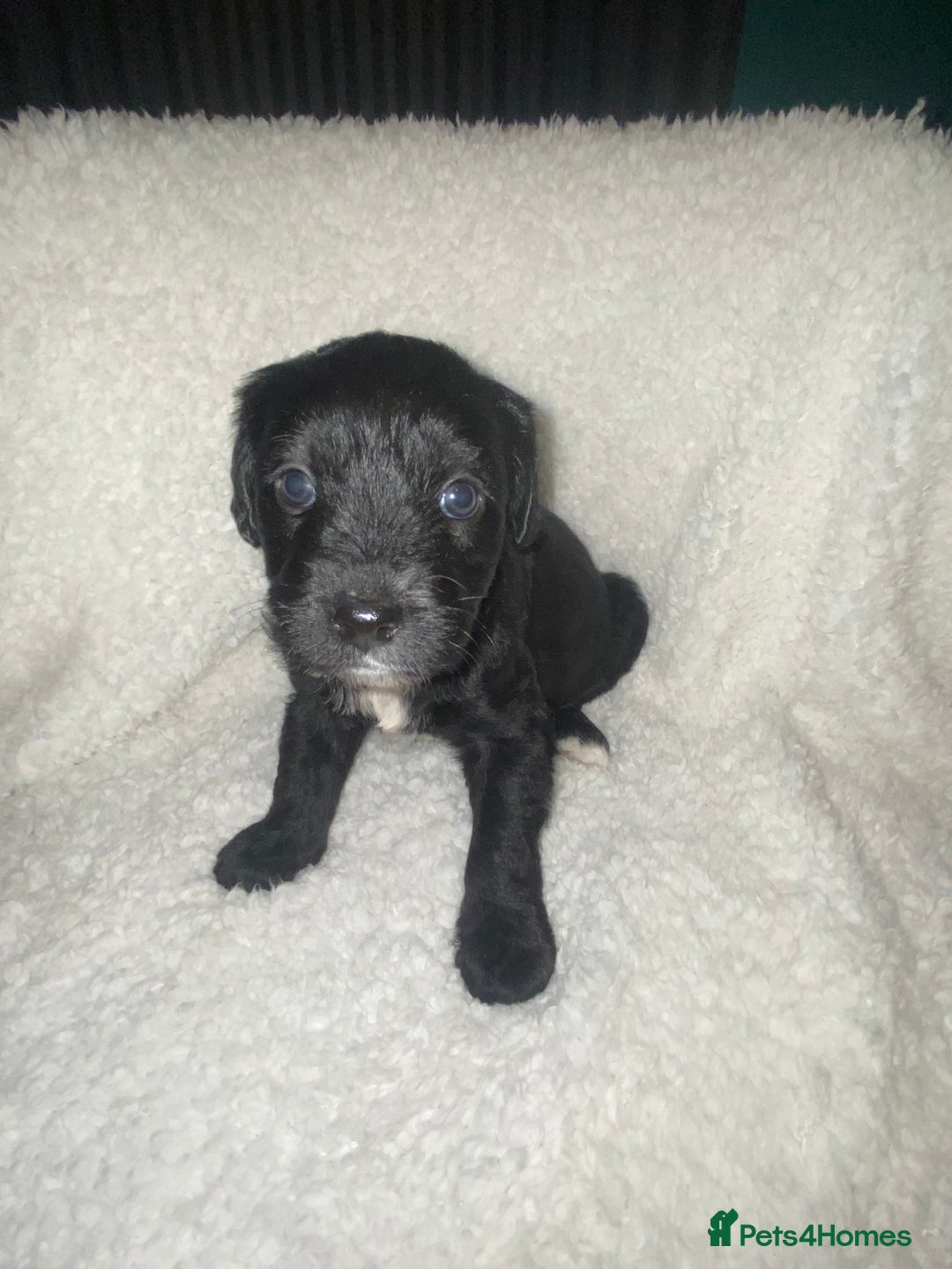 Mixed Breed dogs for sale: Staffypoos for sale - Image 23
