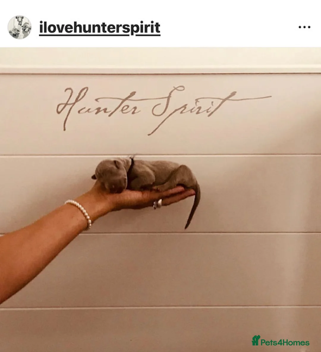 Weimaraner dogs for sale: HUNTER SPIRIT GUNDOGS - Advert 7