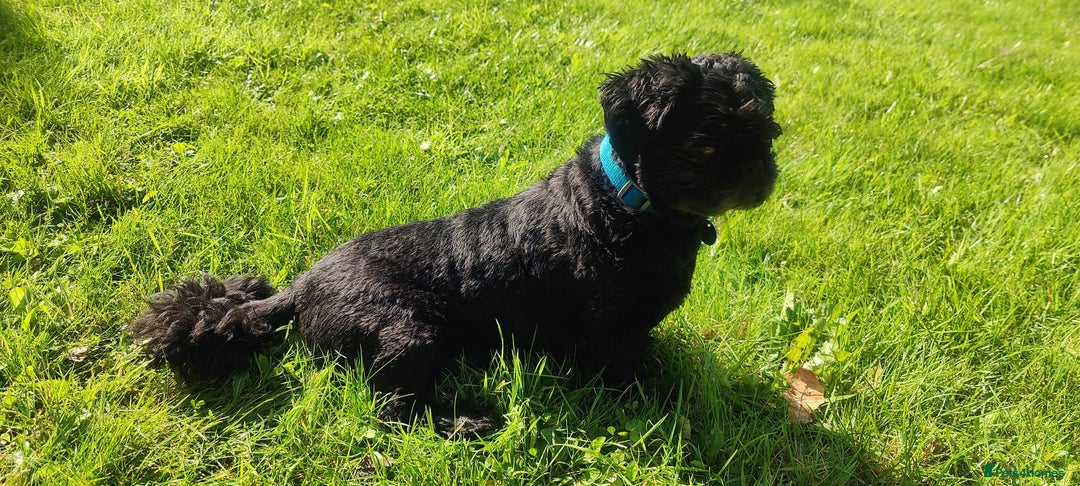Shih Tzu dogs for adoption: 💙🐶 LAURIE - a gentle 6-7 yo Shih Tzu boy🐶💙 - Image 7
