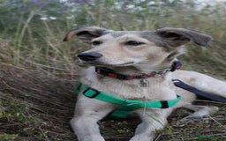 Mixed Breed dogs for adoption: 💙🐶 NICK(8 month) & ❤️🐶 MAILY (1 year)  - Advert 20