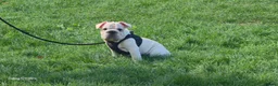 French Bulldog dogs for sale: French Bulldog  - Advert 11