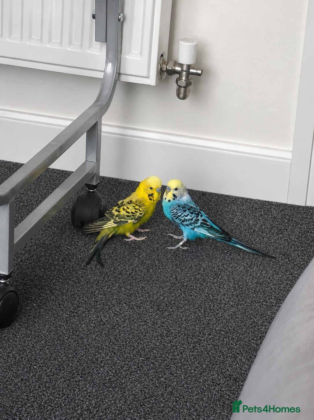 Budgerigars birds 2x Budgies full set up  - Advert 4