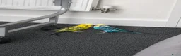 Budgerigars birds for sale: 2x Budgies full set up  in Preston - Advert 1