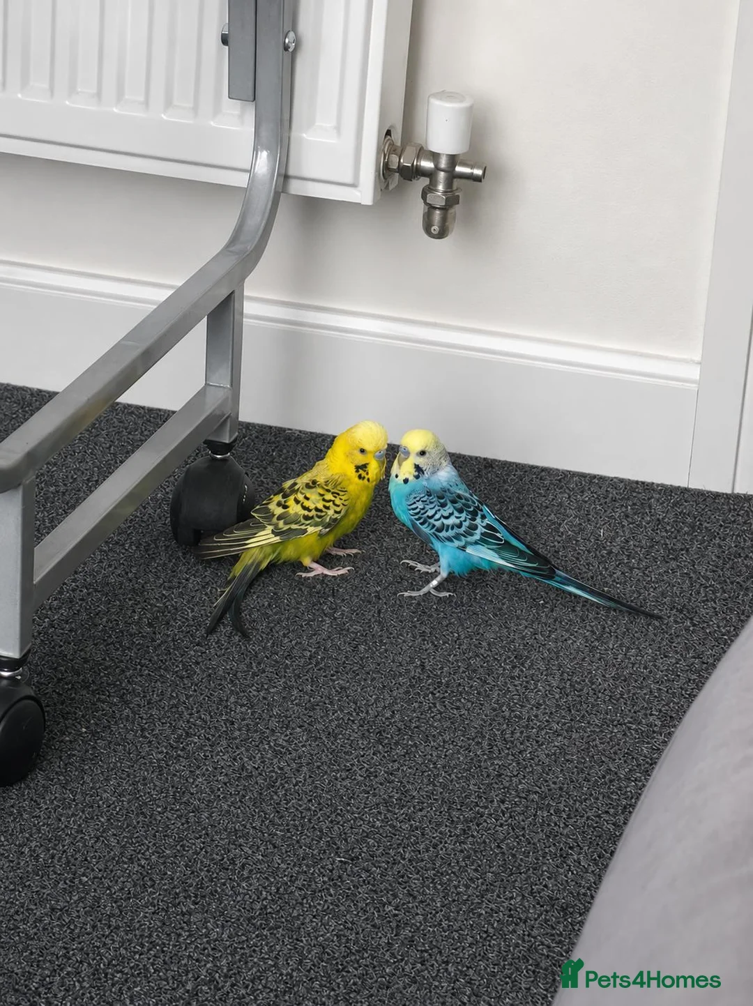 Budgerigars birds for sale: 2x Budgies full set up  in Preston - Advert 1