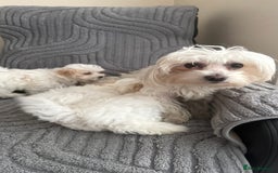 Maltese dogs for sale: Maltese puppy’s  - Image 10