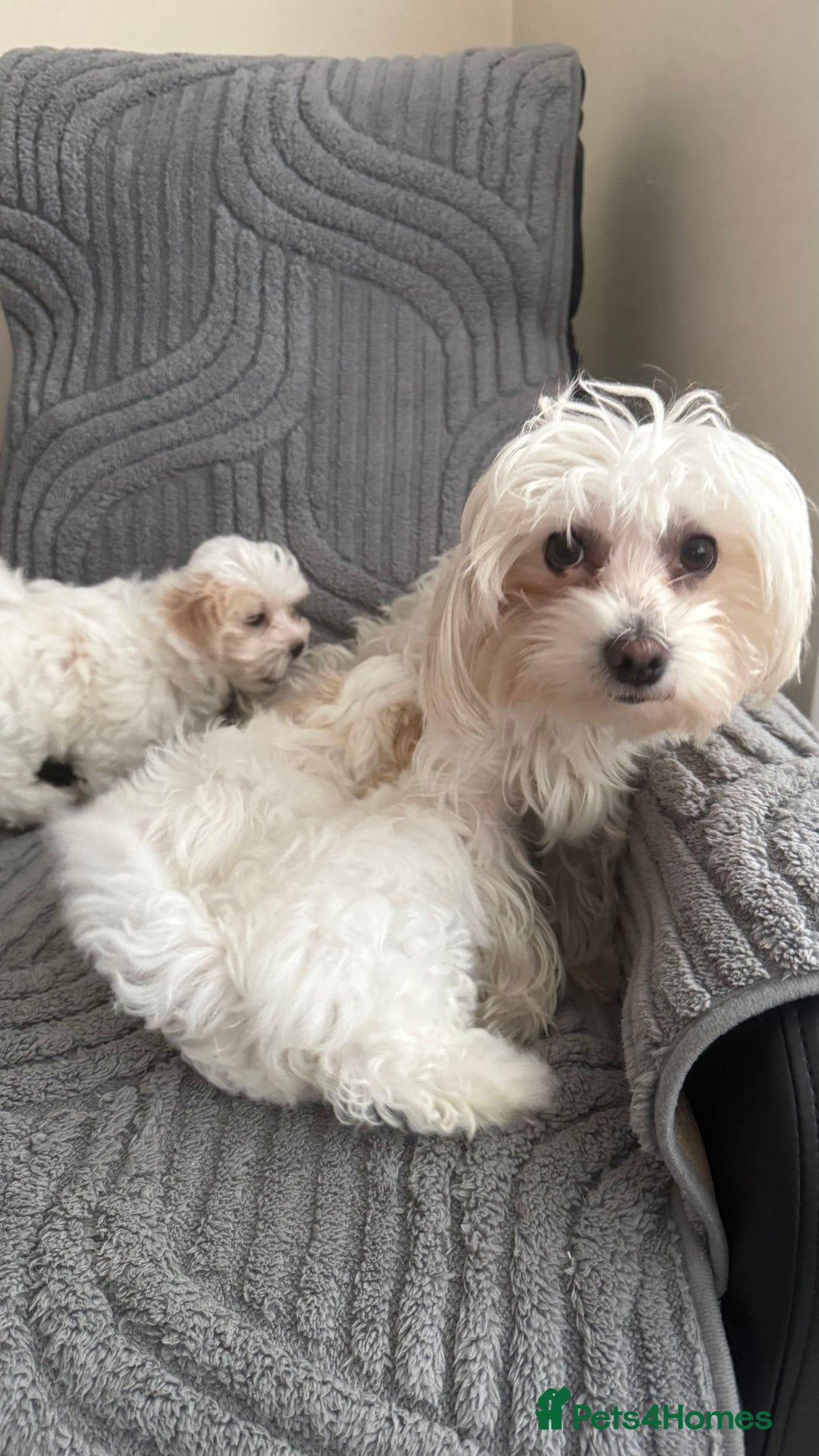 Maltese dogs for sale: Maltese puppy’s  - Image 10