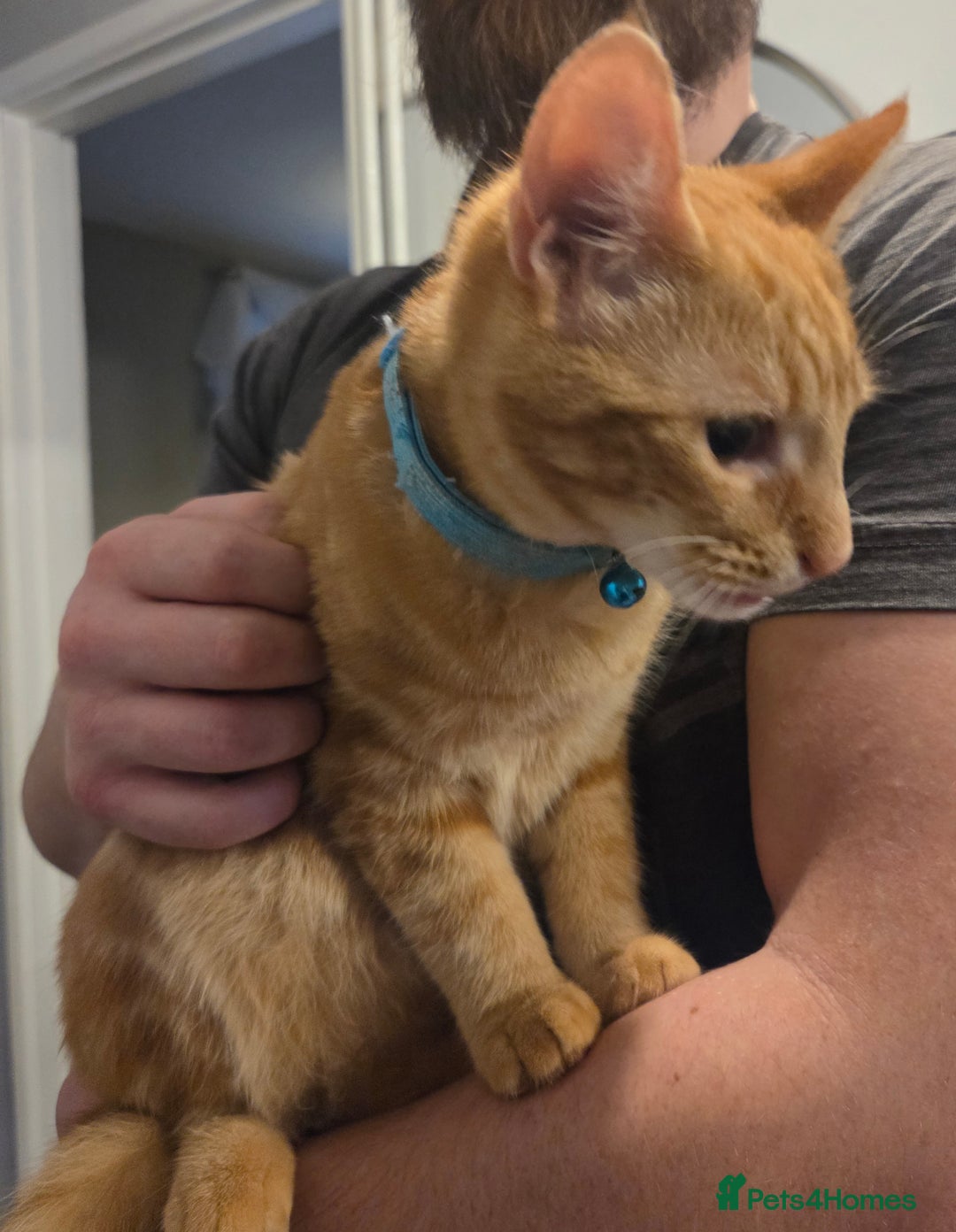 Mixed Breed cats for sale: 2 male kittens  - Advert 4