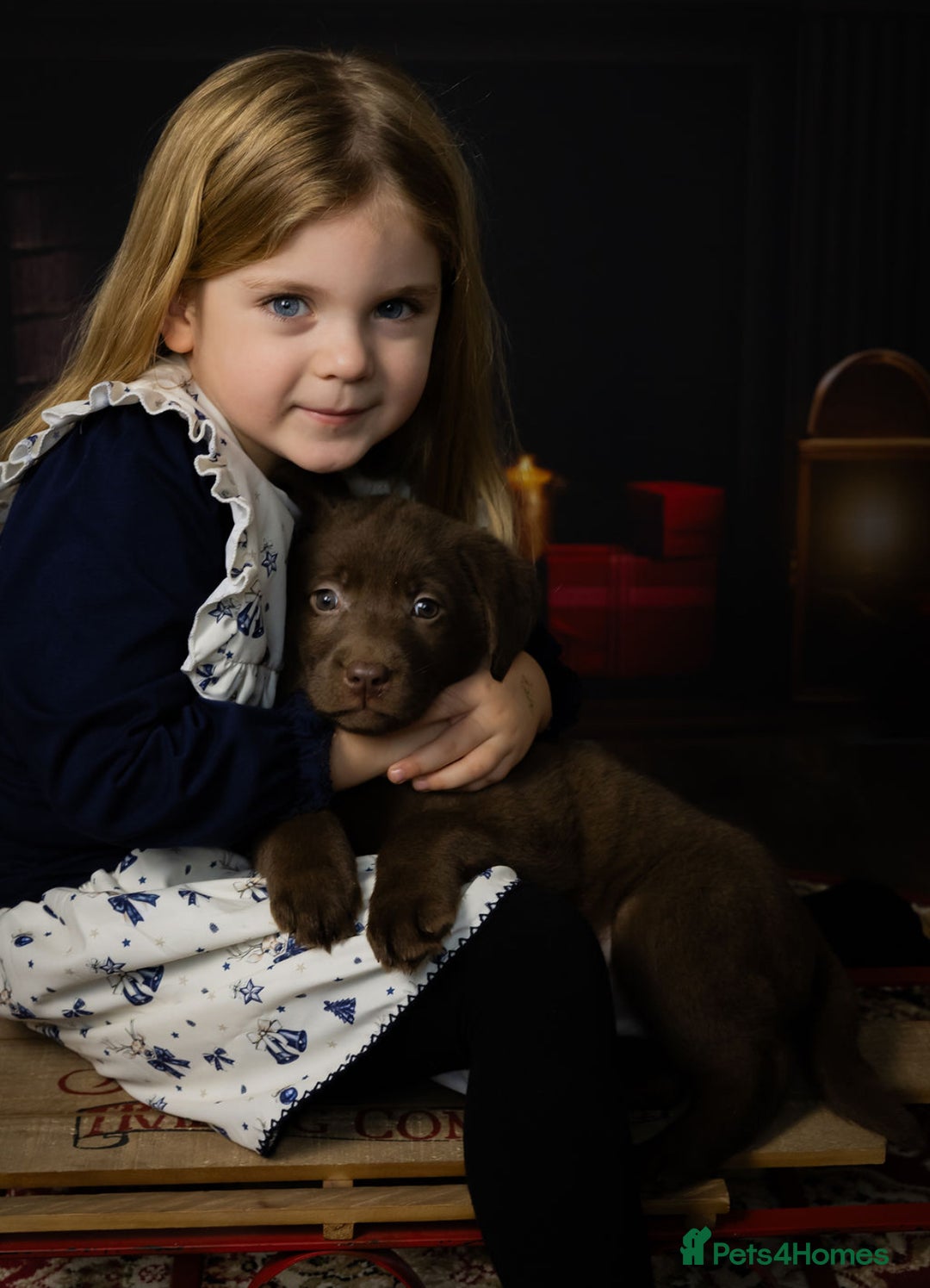 Labrador Retriever dogs for sale: Chocolate Labrador puppies  - Advert 11