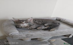 Maine Coon cats for sale: Twinny One and Two in Southend-on-Sea - Image 2